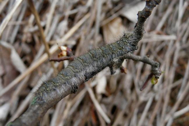 December Moth (Poecilocampa populi), larval. 19-04-2010. Copyright Keith Dover.