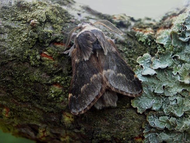 December Moth (Poecilocampa populi), adult. 20-10-2005. Copyright Keith Dover.