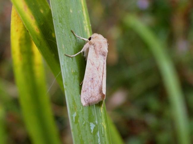 Delicate (Mythimna vitellina), adult. 12-10-2005. Copyright Keith Dover.