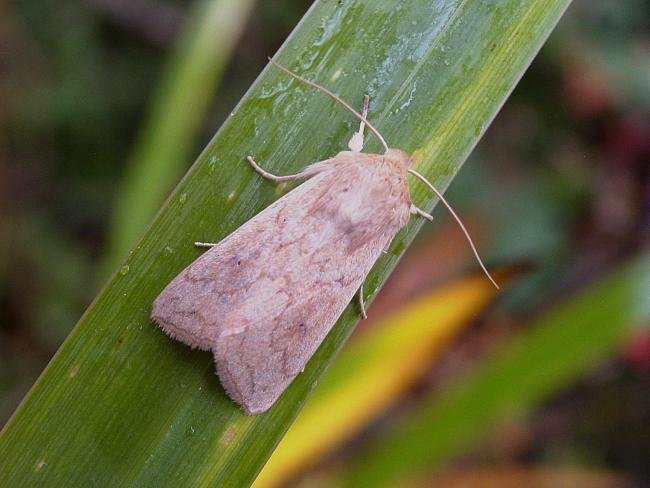 Delicate (Mythimna vitellina), adult. 12-10-2005. Copyright Keith Dover.