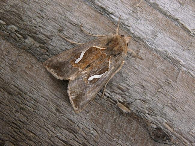Dewick's Plusia (Macdunnoughia confusa), adult. Taken outside Durham, 14-08-2006. Copyright Keith Dover.
