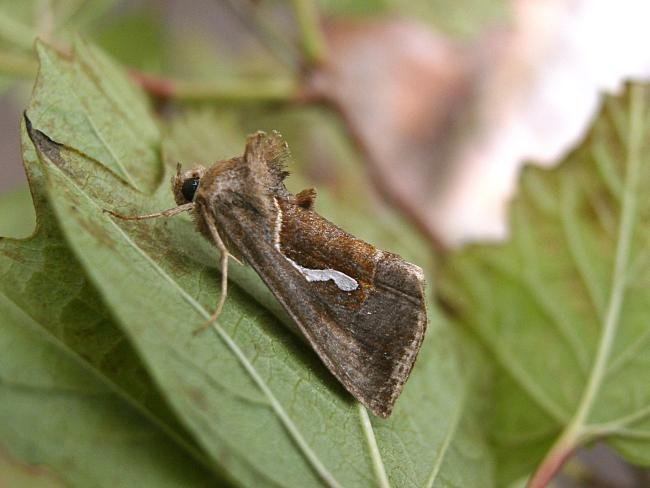 Dewick's Plusia (Macdunnoughia confusa), adult. Taken outside Durham, 14-08-2006. Copyright Keith Dover.