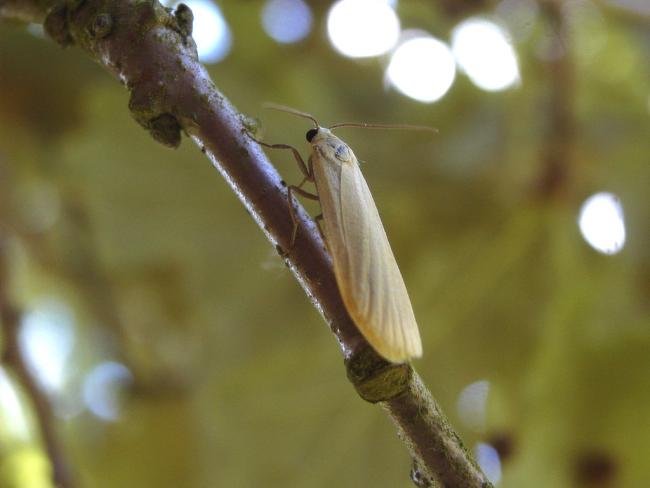 Dingy Footman (Eilema griseola) ab. stramineola, adult. 19-06-2004. Copyright Keith Dover.