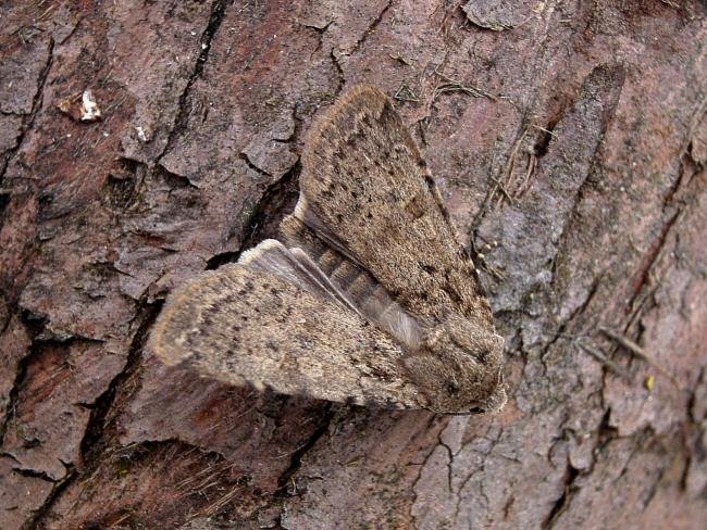 Dotted Rustic (Rhyacia simulans), adult. Chester-le-Street, 20-07-2007. Copyright Keith Dover.