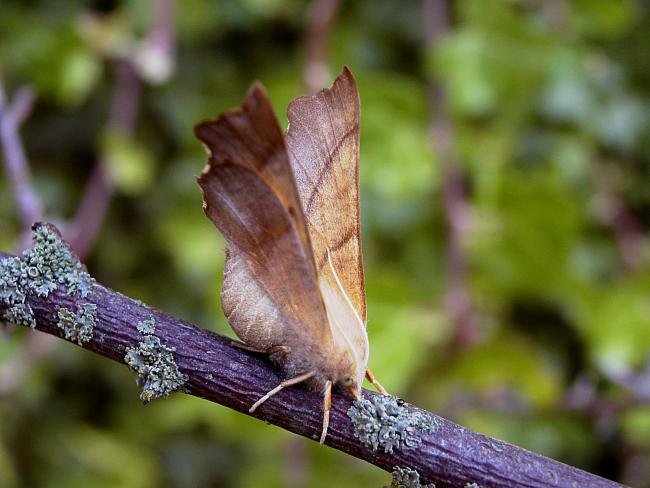 Dusky Thorn (Ennomos fuscantaria), adult. Chester-le-Street, 11-09-2006. Copyright Keith Dover.