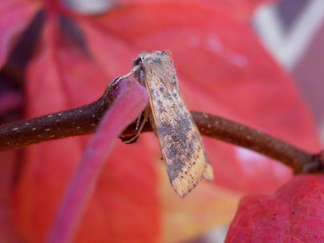 Dusky-lemon Sallow (Cirrhia gilvago), adult. Chester-le-Street, 17-10-2007. Copyright Keith Dover.