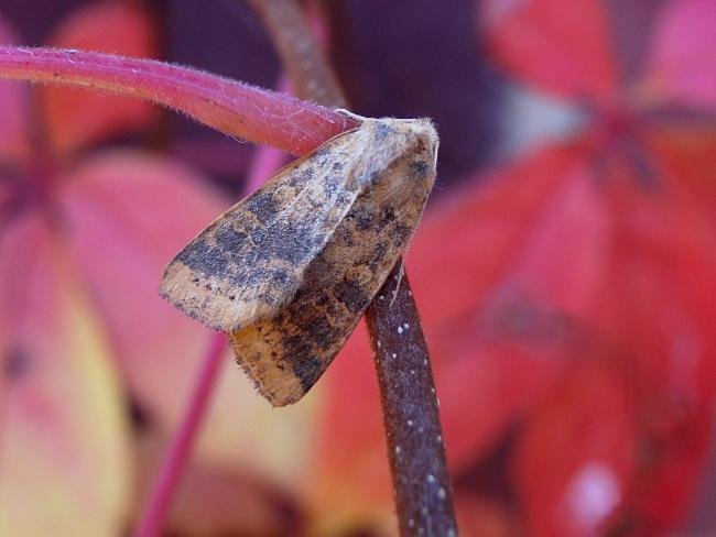 Dusky-lemon Sallow (Cirrhia gilvago), adult. Chester-le-Street, 17-10-2007. Copyright Keith Dover.