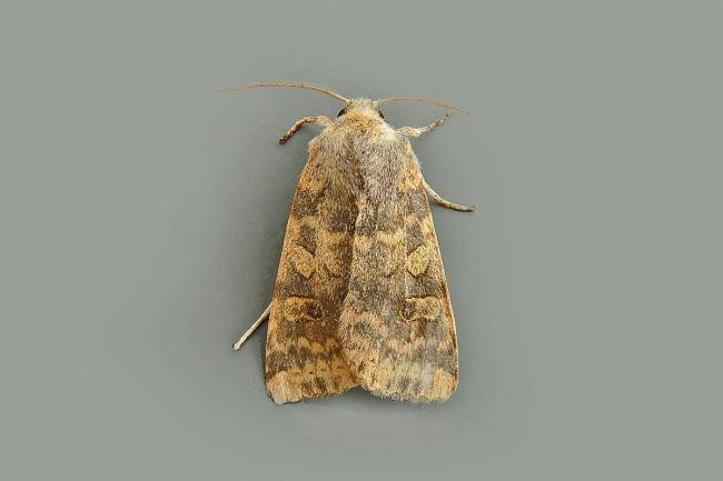 Dusky-lemon Sallow (Cirrhia gilvago), adult. Chester-le-Street, 28-09-2014. Copyright Keith Dover.