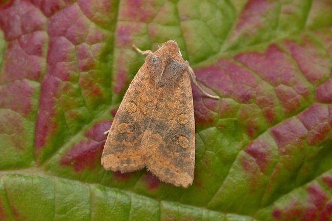 Dusky-lemon Sallow (Cirrhia gilvago), adult. Harehope Quarry, 06-09-2018. Copyright Keith Dover.