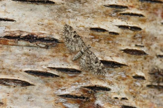 Dwarf Pug (Eupithecia tantillaria), adult. 19-05-2009. Copyright Keith Dover.