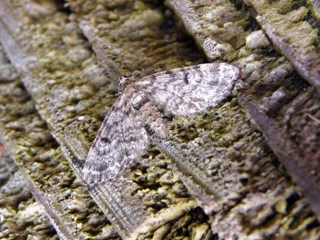 Dwarf Pug (Eupithecia tantillaria), adult. 04-06-2007. Copyright Keith Dover.