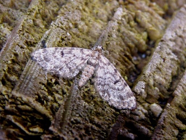 Dwarf Pug (Eupithecia tantillaria), adult. 04-06-2007. Copyright Keith Dover.