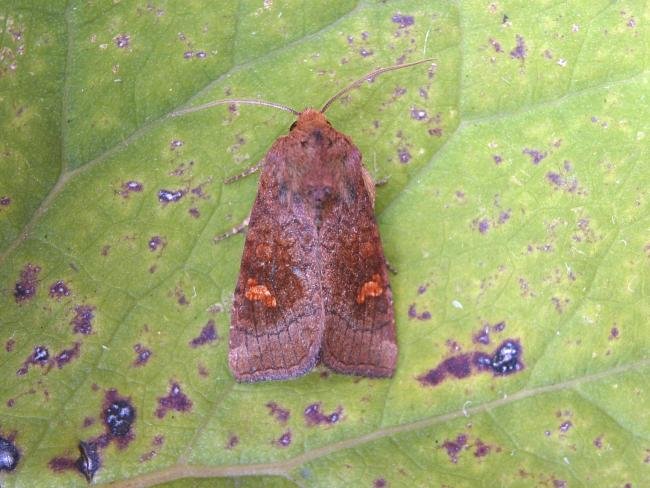 Ear Moth agg. (Amphipoea oculea agg.), adult. 09-09-2006. Copyright Keith Dover.