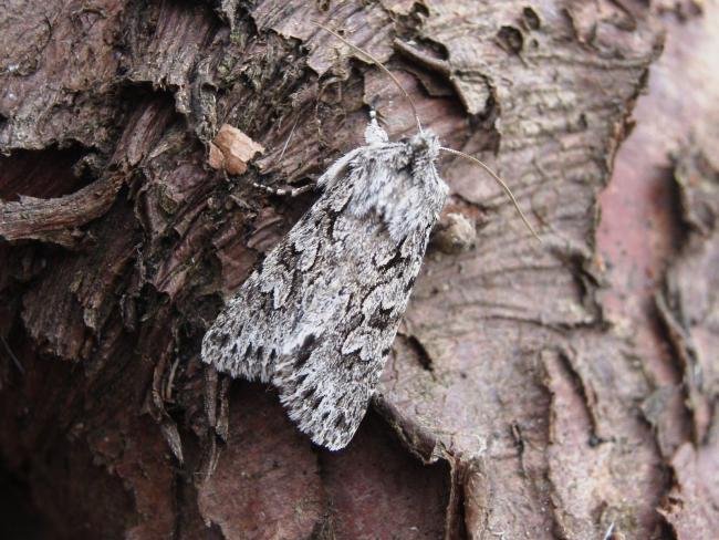 Early Grey (Xylocampa areola), adult. Chester-le-Street, 10-03-2007. Copyright Keith Dover.