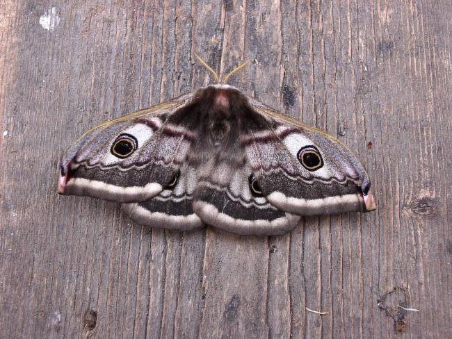 Emperor Moth (Saturnia pavonia), adult, female. Chester-le-Street. Copyright Keith Dover.