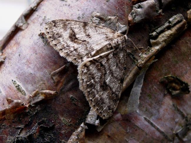 Engrailed (Ectropis crepuscularia), adult. Chopwell Wood, 20-05-2005. Copyright Keith Dover.