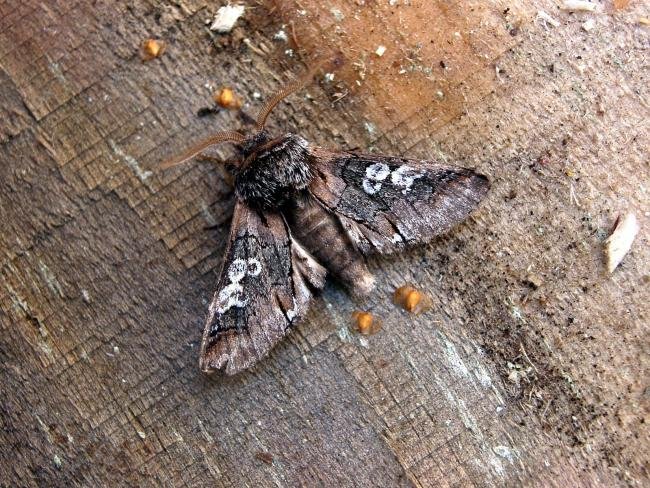 Figure of Eight (Diloba caeruleocephala), adult. Chester-le-Street, 14-10-2006. Copyright Keith Dover.