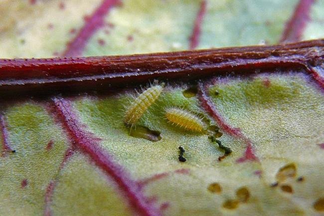 Forester (Adscita statices), larval. 28-06-2011. Copyright Keith Dover.