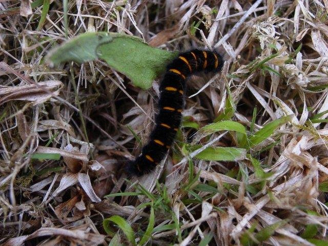 Fox Moth (Macrothylacia rubi), larval. Taken outside Durham, 26-07-2004. Copyright Keith Dover.