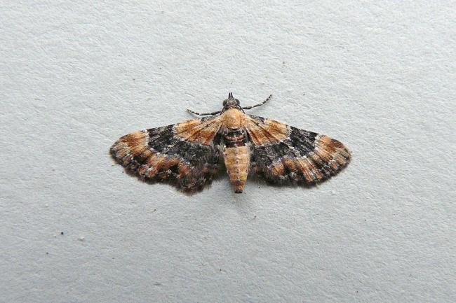 Foxglove Pug (Eupithecia pulchellata), adult. 01-09-2013. Copyright Keith Dover.