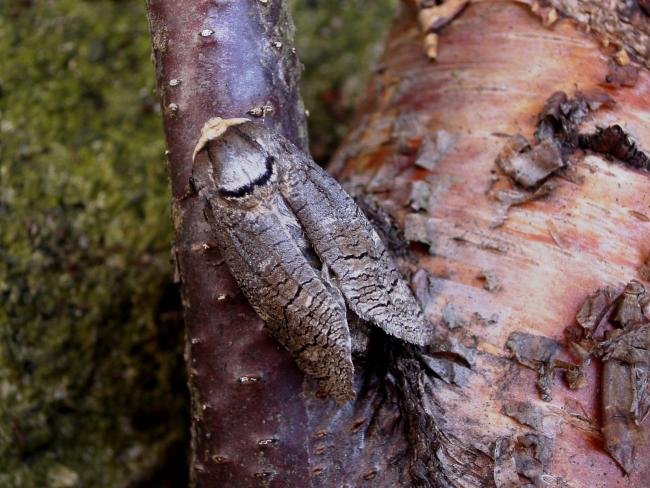 Goat Moth (Cossus cossus), adult. 22-04-2005. Copyright Keith Dover.