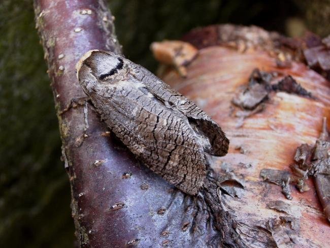 Goat Moth (Cossus cossus), adult. 22-04-2005. Copyright Keith Dover.