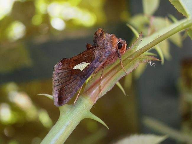 Gold Spangle (Autographa bractea), adult. 19-07-2006. Copyright Keith Dover.