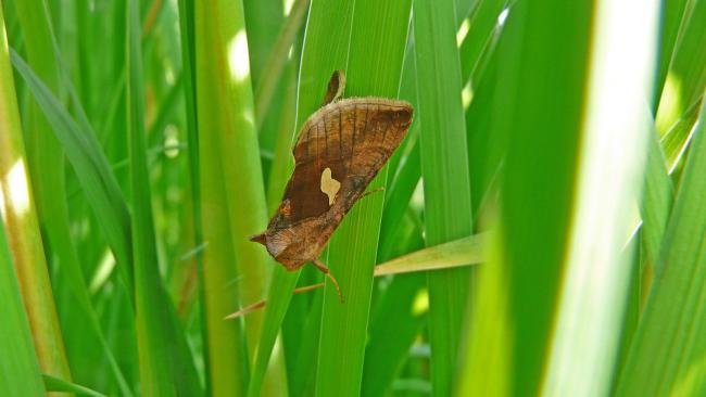 Gold Spangle (Autographa bractea), adult. Chester-le-Street, 18-07-2013. Copyright Keith Dover.