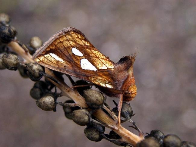 Gold Spot (Plusia festucae), adult. 19-08-2004. Copyright Keith Dover.