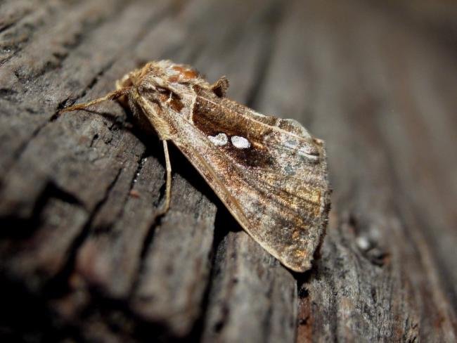 Golden Twin-spot (Chrysodeixis chalcites), adult. Taken outside Durham, 03-11-2004. Copyright Keith Dover.