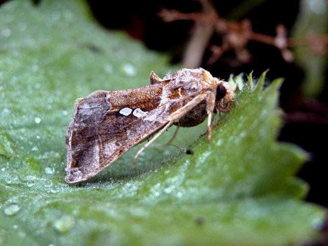 Golden Twin-spot (Chrysodeixis chalcites), adult. Taken outside Durham, 04-11-2004. Copyright Keith Dover.