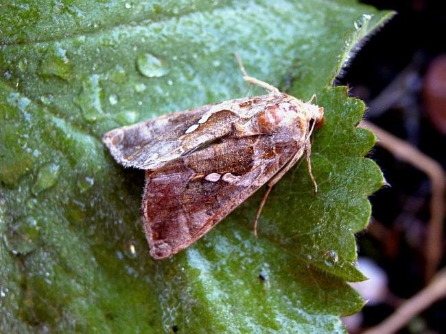 Golden Twin-spot (Chrysodeixis chalcites), adult. Taken outside Durham, 04-11-2004. Copyright Keith Dover.