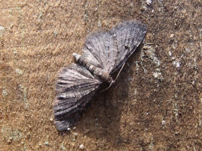 Golden-rod Pug (Eupithecia virgaureata), adult. Chester-le-Street, 13-09-2006. Copyright Keith Dover.