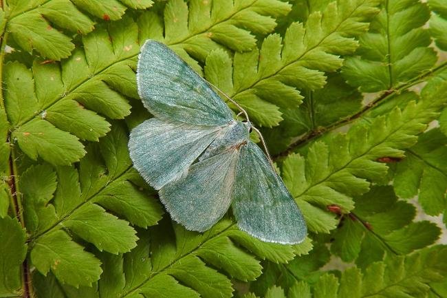 Grass Emerald (Pseudoterpna pruinata), adult. Waldridge Fell, 03-07-2017. Copyright Keith Dover.