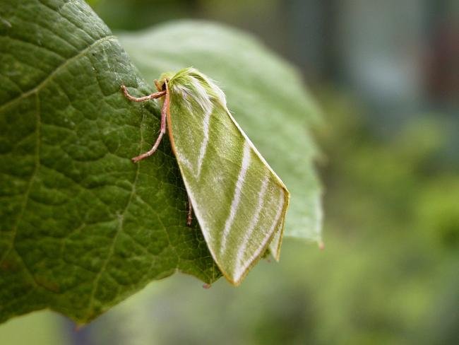 Green Silver-lines (Pseudoips prasinana), adult. Chester-le-Street, 13-06-2007. Copyright Keith Dover.