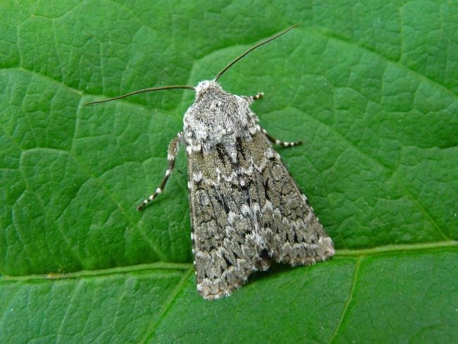 Grey Chi (Antitype chi), adult. Chester-le-Street, 16-08-2010. Copyright Keith Dover.