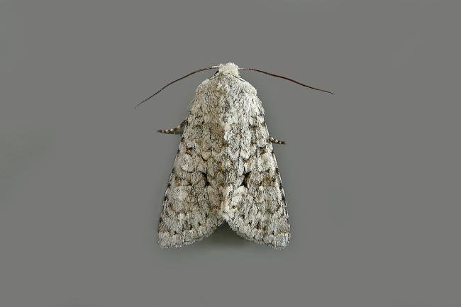 Grey Chi (Antitype chi), adult. Chester-le-Street, 05-09-2014. Copyright Keith Dover.