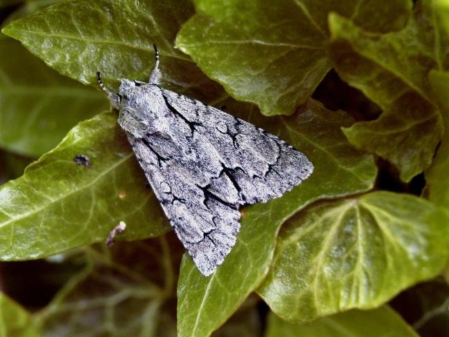 Grey Dagger (Acronicta psi), adult. 28-05-2005. Copyright Keith Dover.