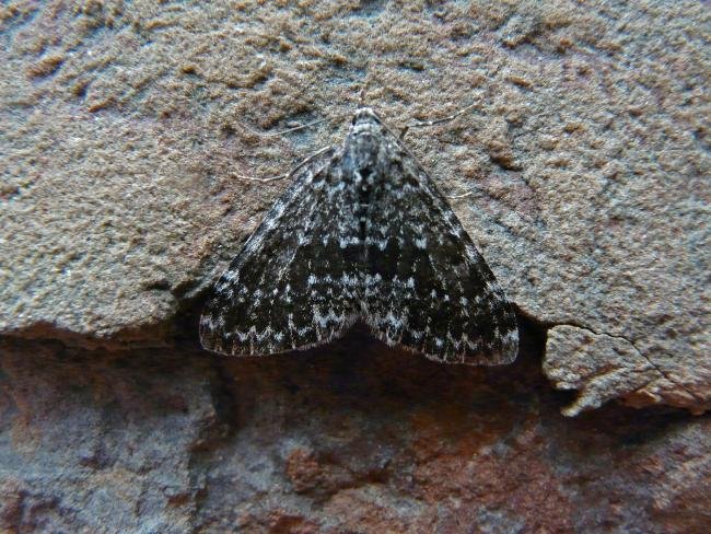 Grey Mountain Carpet (Entephria caesiata), adult. Cow Green, 22-07-2011. Copyright Keith Dover.