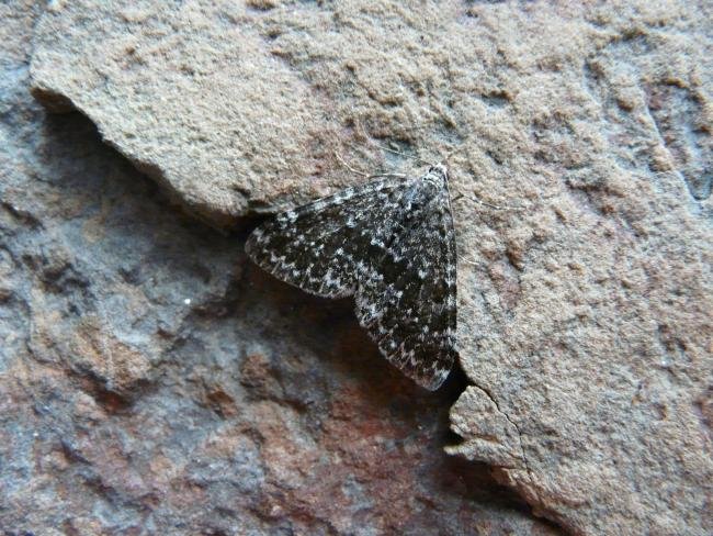 Grey Mountain Carpet (Entephria caesiata), adult. Cow Green, 22-07-2011. Copyright Keith Dover.