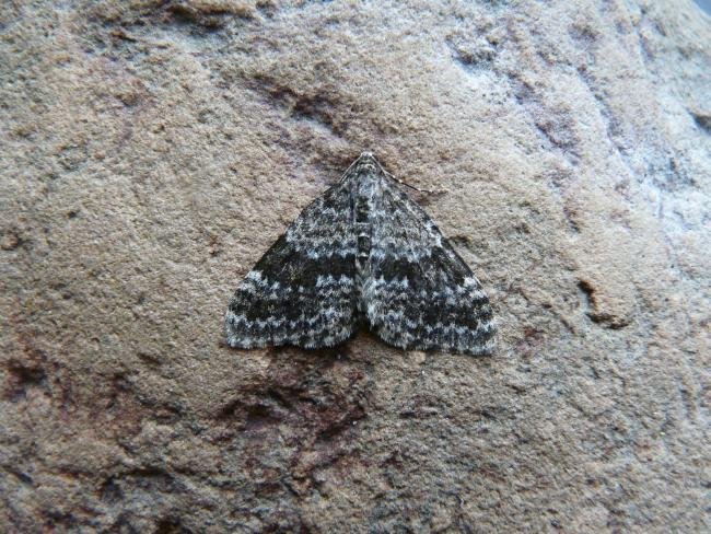 Grey Mountain Carpet (Entephria caesiata), adult. Cow Green, 22-07-2011. Copyright Keith Dover.