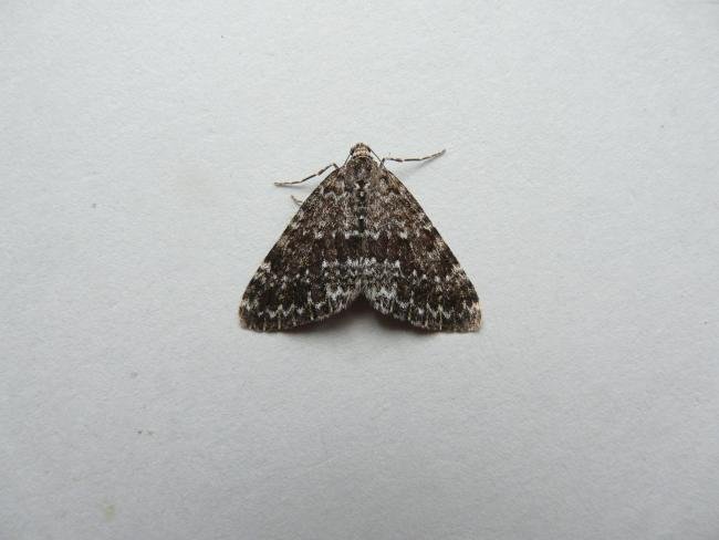 Grey Mountain Carpet (Entephria caesiata), adult. Cow Green, 22-07-2011. Copyright Keith Dover.