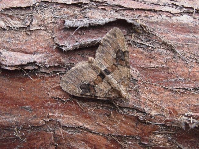 Grey Pine Carpet (Thera obeliscata), adult. Chester-le-Street, 05-05-2007. Copyright Keith Dover.