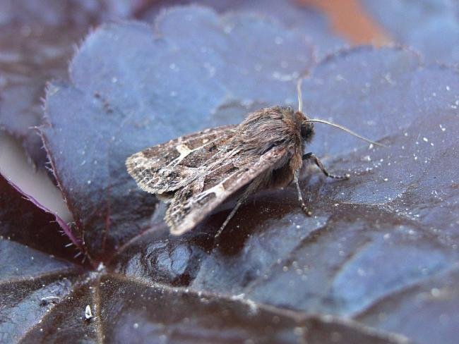 Haworth's Minor (Celaena haworthii), adult. 07-09-2007. Copyright Keith Dover.