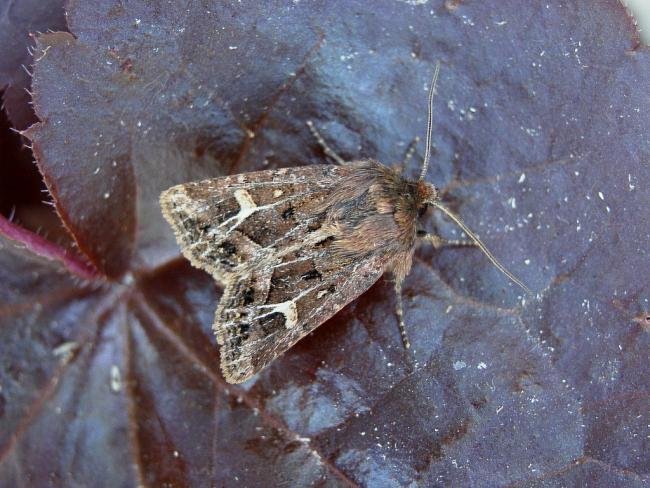 Haworth's Minor (Celaena haworthii), adult. 07-09-2007. Copyright Keith Dover.