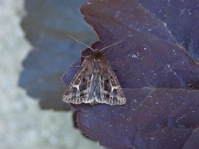 Haworth's Minor (Celaena haworthii), adult. 07-09-2007. Copyright Keith Dover.