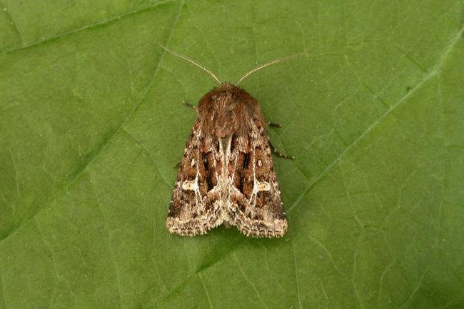 Haworth's Minor (Celaena haworthii), adult. 05-09-2012. Copyright Keith Dover.