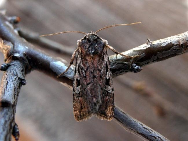 Heath Rustic (Xestia agathina), adult. Knitsley Fell, 01-09-2004. Copyright Keith Dover.