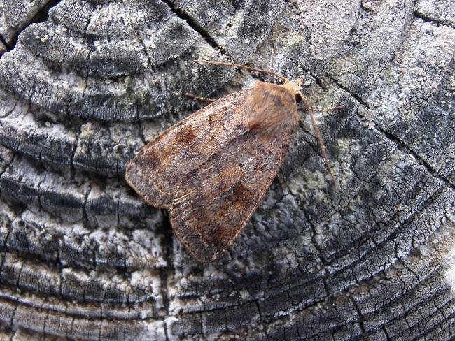 Ingrailed Clay (Diarsia mendica), adult. 16-08-2006. Copyright Keith Dover.