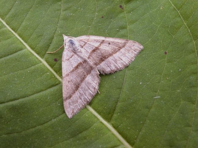 July Belle (Scotopteryx luridata), adult. Beacon Hill, 07-07-2006. Copyright Keith Dover.